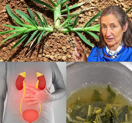 Goosegrass Unveiled: The Secret Power of Eleusine Indica for Kidney Health Goosegrass Unveiled: The Secret Power of Eleusine Indica for Kidney Health