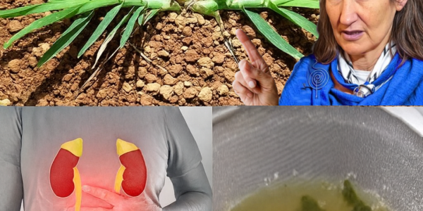 Goosegrass Unveiled: The Secret Power of Eleusine Indica for Kidney Health