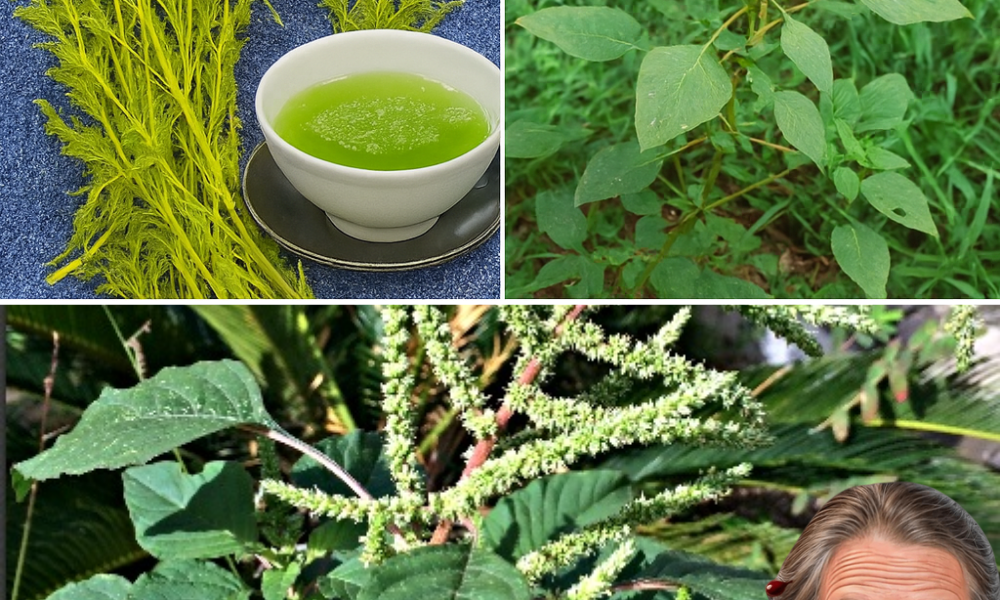 đż Discover the Hidden Gold in Your Backyard: Why Bledo Blanco Is Your Ultimate Superfood Secret đż Discover the Hidden Gold in Your Backyard: Why Bledo Blanco Is Your Ultimate Superfood Secret