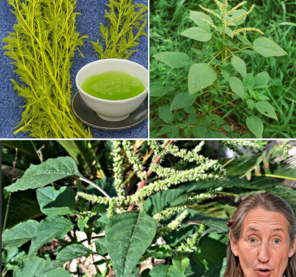 🌿 Discover the Hidden Gold in Your Backyard: Why Bledo Blanco Is Your Ultimate Superfood Secret 🌿 Discover the Hidden Gold in Your Backyard: Why Bledo Blanco Is Your Ultimate Superfood Secret