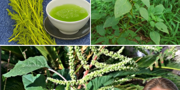 🌿 Discover the Hidden Gold in Your Backyard: Why Bledo Blanco Is Your Ultimate Superfood Secret 🌿 Discover the Hidden Gold in Your Backyard: Why Bledo Blanco Is Your Ultimate Superfood Secret