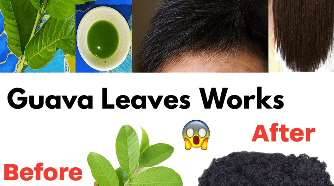 Can Guava Leaves Really Transform Your Hair Overnight? Unlock the Secret to Lush Locks! Can Guava Leaves Really Transform Your Hair Overnight? Unlock the Secret to Lush Locks!