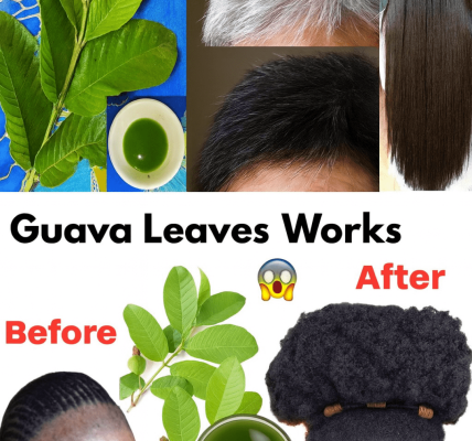 Can Guava Leaves Really Transform Your Hair Overnight? Unlock the Secret to Lush Locks! Can Guava Leaves Really Transform Your Hair Overnight? Unlock the Secret to Lush Locks!