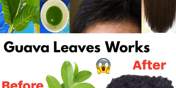 Can Guava Leaves Really Transform Your Hair Overnight? Unlock the Secret to Lush Locks! Can Guava Leaves Really Transform Your Hair Overnight? Unlock the Secret to Lush Locks!