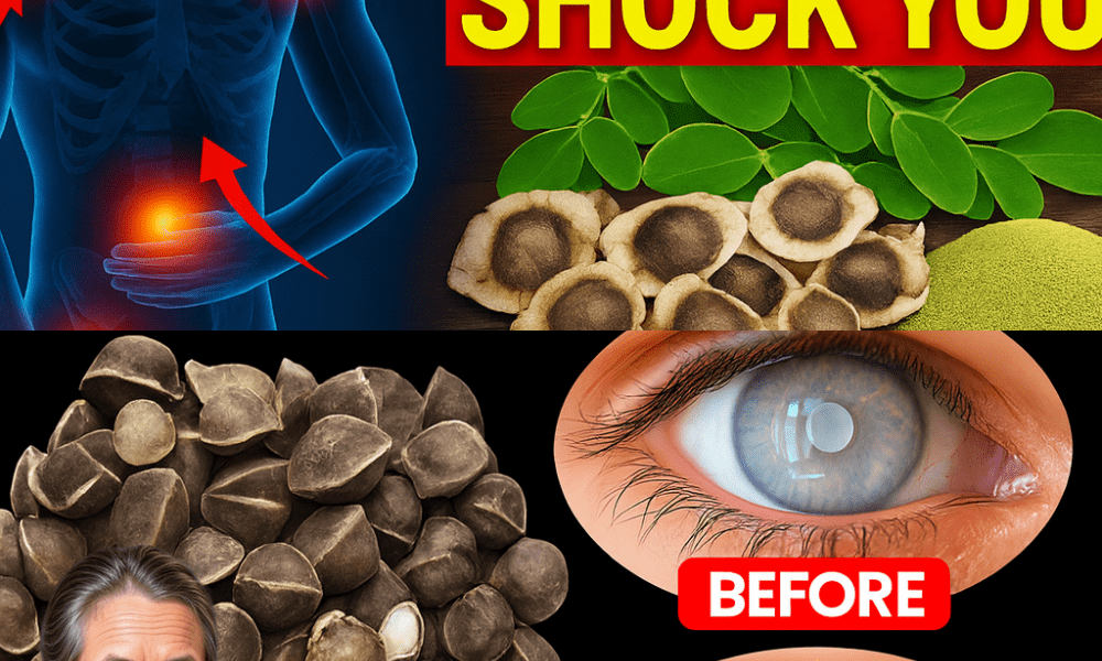 12 Moringa Seed Secrets Your Doctor Won’t Tell You (But You Need to Know)
