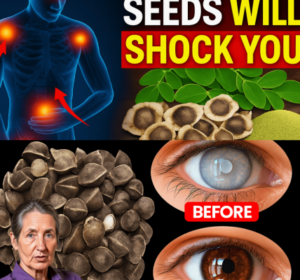 12 Moringa Seed Secrets Your Doctor Won’t Tell You (But You Need to Know) 12 Moringa Seed Secrets Your Doctor Won’t Tell You (But You Need to Know)