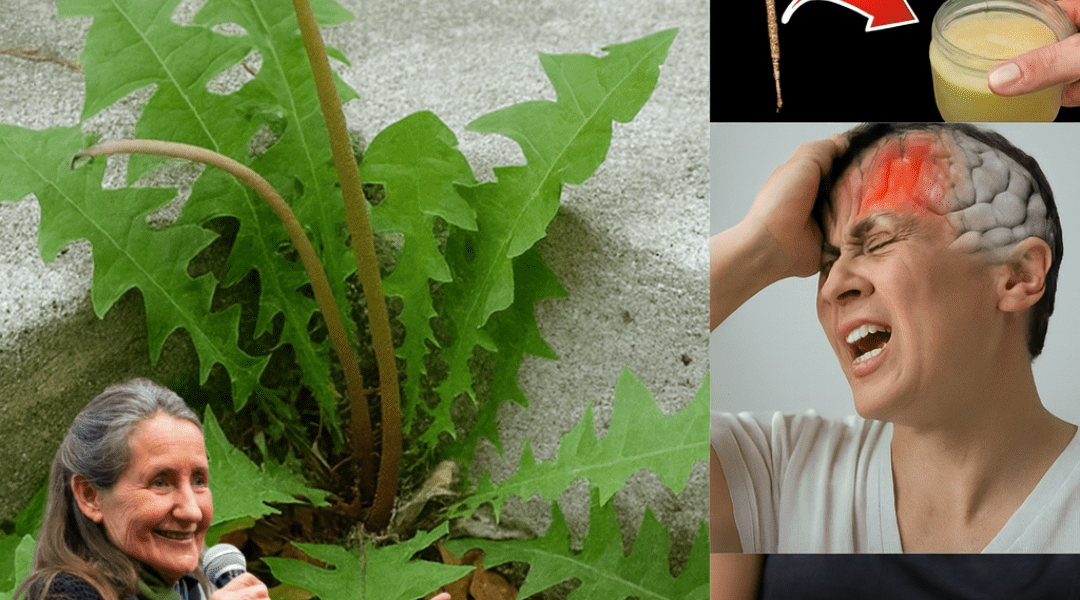 The Secret Power of Dandelion Roots: Nature’s Hidden Health Gem Unveiled 🌿