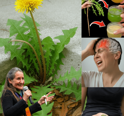 The Secret Power of Dandelion Roots: Natureās Hidden Health Gem Unveiled šæ The Secret Power of Dandelion Roots: Natureās Hidden Health Gem Unveiled šæ