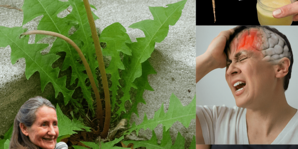 The Secret Power of Dandelion Roots: Nature’s Hidden Health Gem Unveiled 🌿 The Secret Power of Dandelion Roots: Nature’s Hidden Health Gem Unveiled 🌿