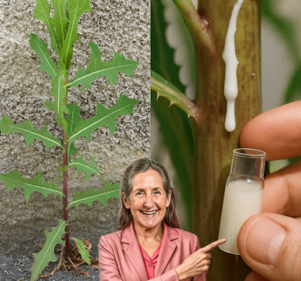 🌿 30 Remarkable Benefits of Lactuca Serriola: Unleash the Power of Wild Lettuce for Vibrant Health 🌿 30 Remarkable Benefits of Lactuca Serriola: Unleash the Power of Wild Lettuce for Vibrant Health