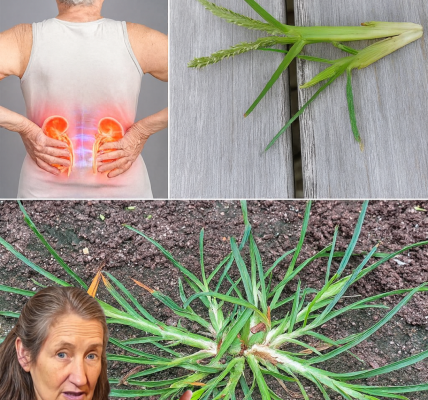 20 Surprising Goosegrass Benefits That Will Change How You See This Weed 🌱 20 Surprising Goosegrass Benefits That Will Change How You See This Weed 🌱