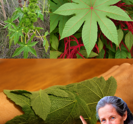 🌿 Castor Leaves Unveiled: 10 Hidden Benefits That Will Transform Your Health