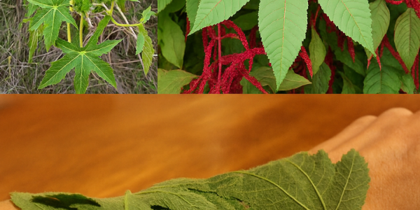 🌿 Castor Leaves Unveiled: 10 Hidden Benefits That Will Transform Your Health 🌿 Castor Leaves Unveiled: 10 Hidden Benefits That Will Transform Your Health