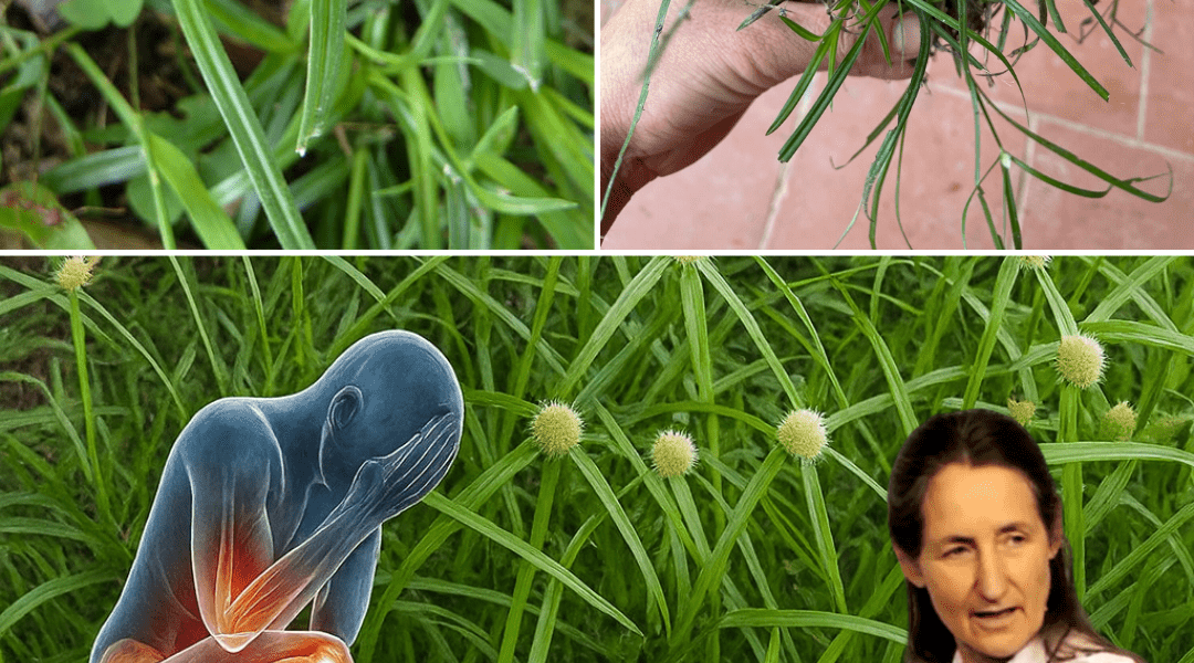 🌱 Unlocking the Magic of Green Kyllinga: Nature’s Resilient Superplant 🌱 Unlocking the Magic of Green Kyllinga: Nature’s Resilient Superplant