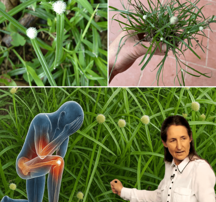 š± Unlocking the Magic of Green Kyllinga: Natureās Resilient Superplant š± Unlocking the Magic of Green Kyllinga: Natureās Resilient Superplant