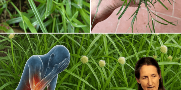 🌱 Unlocking the Magic of Green Kyllinga: Nature’s Resilient Superplant