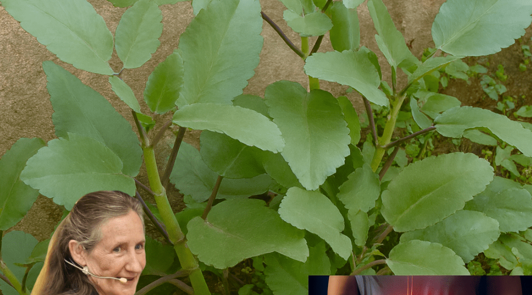 🌿 Kalanchoe Pinnata: The Miracle Leaf That Heals from Your Backyard 🌿 Kalanchoe Pinnata: The Miracle Leaf That Heals from Your Backyard