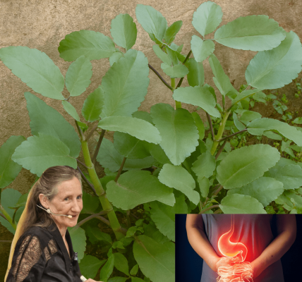 🌿 Kalanchoe Pinnata: The Miracle Leaf That Heals from Your Backyard 🌿 Kalanchoe Pinnata: The Miracle Leaf That Heals from Your Backyard