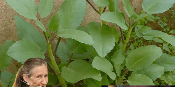 🌿 Kalanchoe Pinnata: The Miracle Leaf That Heals from Your Backyard 🌿 Kalanchoe Pinnata: The Miracle Leaf That Heals from Your Backyard