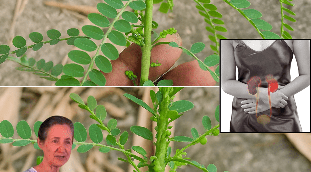🌿 Unlock the Hidden Power of Phyllanthus Niruri: Nature’s Secret to Vibrant Health 🌿 Unlock the Hidden Power of Phyllanthus Niruri: Nature’s Secret to Vibrant Health