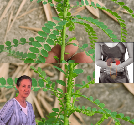 šæ Unlock the Hidden Power of Phyllanthus Niruri: Natureās Secret to Vibrant Health šæ Unlock the Hidden Power of Phyllanthus Niruri: Natureās Secret to Vibrant Health