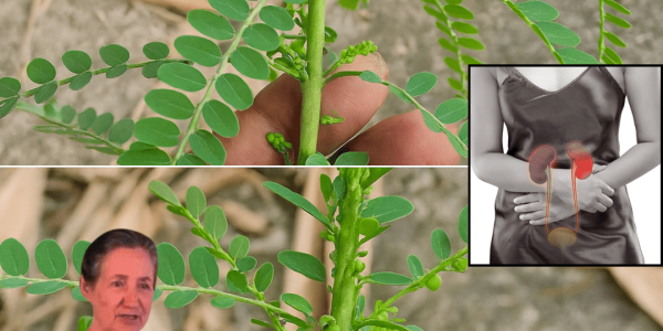 🌿 Unlock the Hidden Power of Phyllanthus Niruri: Nature’s Secret to Vibrant Health 🌿 Unlock the Hidden Power of Phyllanthus Niruri: Nature’s Secret to Vibrant Health