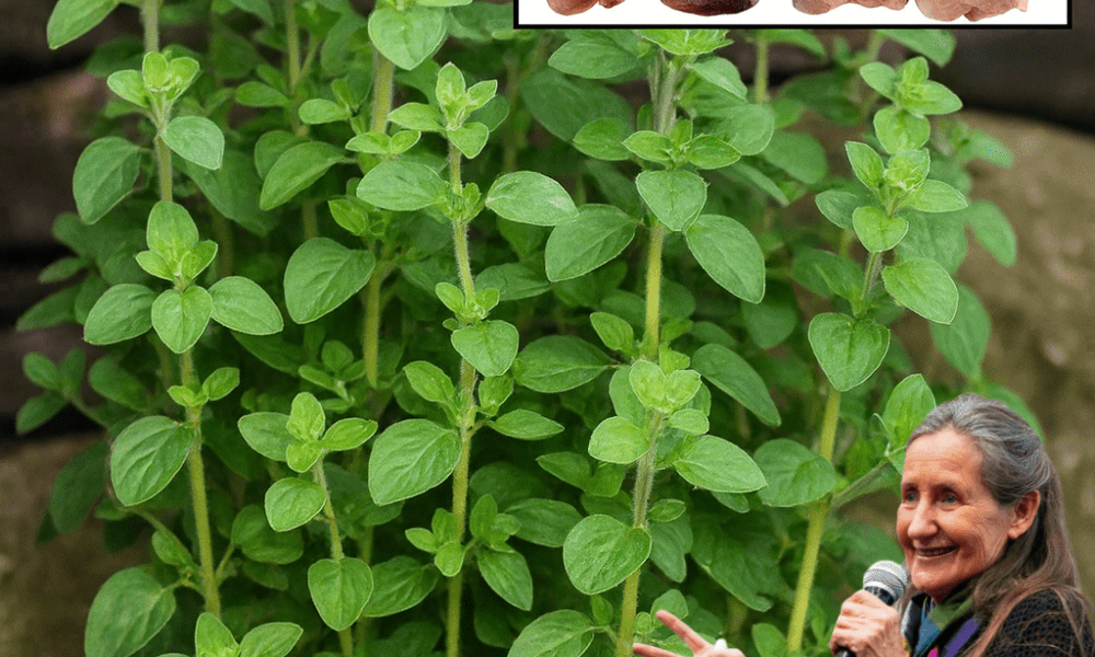🌿 Oregano: Your Kitchen’s Secret Weapon for Total Wellness 🌿 Oregano: Your Kitchen’s Secret Weapon for Total Wellness