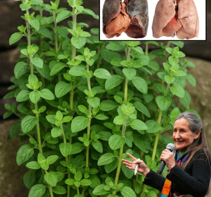 🌿 Oregano: Your Kitchen’s Secret Weapon for Total Wellness 🌿 Oregano: Your Kitchen’s Secret Weapon for Total Wellness