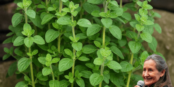 🌿 Oregano: Your Kitchen’s Secret Weapon for Total Wellness
