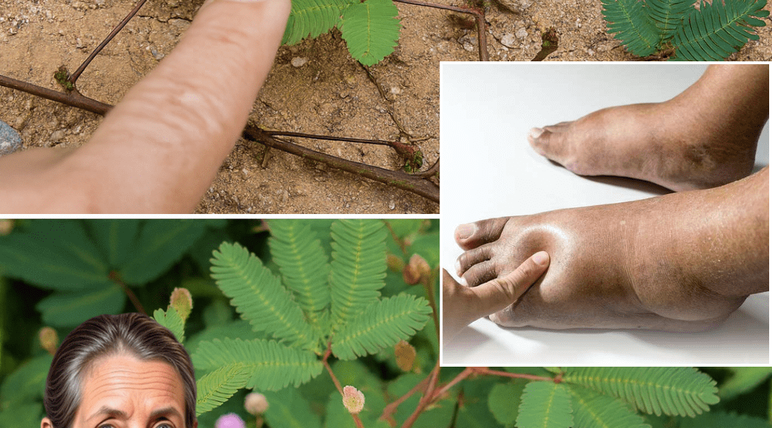 🌿 The Hidden Power of Mimosa Pudica: 30 Remarkable Benefits and DIY Uses to Transform Your Health 🌿 The Hidden Power of Mimosa Pudica: 30 Remarkable Benefits and DIY Uses to Transform Your Health