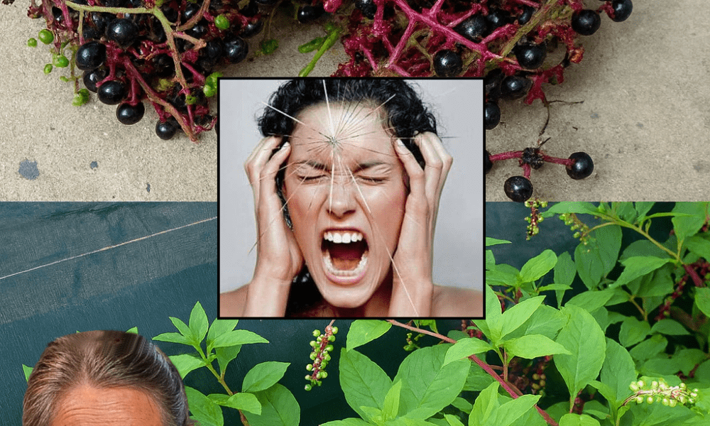 šæ The Hidden Peril of Pokeweed: Why This Beautiful Plant Could Be Your Worst Nightmare šæ The Hidden Peril of Pokeweed: Why This Beautiful Plant Could Be Your Worst Nightmare