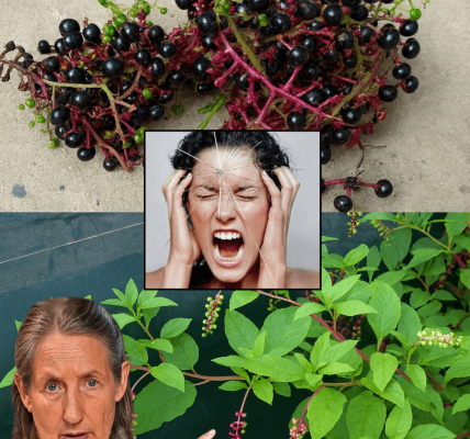 🌿 The Hidden Peril of Pokeweed: Why This Beautiful Plant Could Be Your Worst Nightmare 🌿 The Hidden Peril of Pokeweed: Why This Beautiful Plant Could Be Your Worst Nightmare