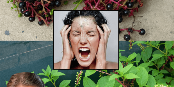 🌿 The Hidden Peril of Pokeweed: Why This Beautiful Plant Could Be Your Worst Nightmare 🌿 The Hidden Peril of Pokeweed: Why This Beautiful Plant Could Be Your Worst Nightmare