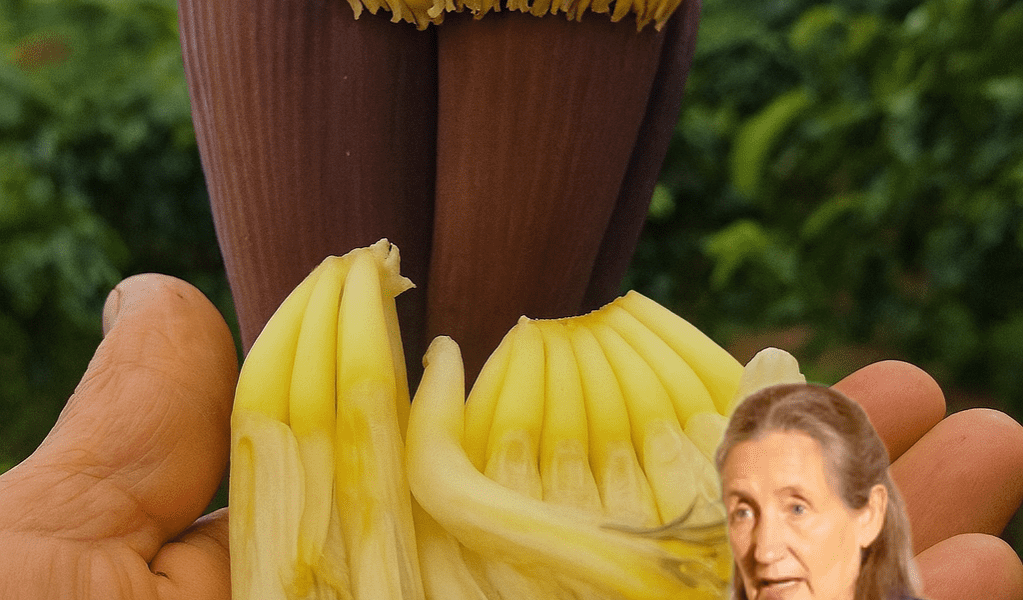 🌸 12 Astonishing Benefits of Banana Flower: Your Secret Weapon Against Common Illnesses 🌸 12 Astonishing Benefits of Banana Flower: Your Secret Weapon Against Common Illnesses