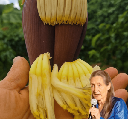 🌸 12 Astonishing Benefits of Banana Flower: Your Secret Weapon Against Common Illnesses 🌸 12 Astonishing Benefits of Banana Flower: Your Secret Weapon Against Common Illnesses