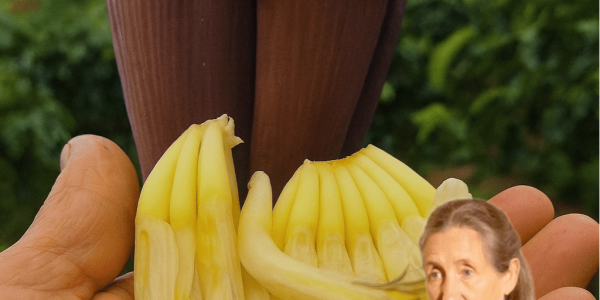 🌸 12 Astonishing Benefits of Banana Flower: Your Secret Weapon Against Common Illnesses