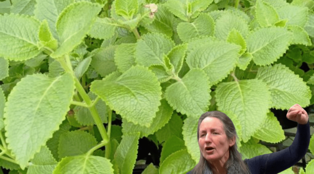 Unveiling the Magic of Oregano: Nature’s Flavorful Secret Unveiling the Magic of Oregano: Nature’s Flavorful Secret