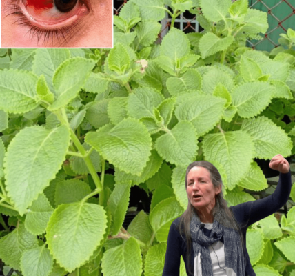 Unveiling the Magic of Oregano: Nature’s Flavorful Secret Unveiling the Magic of Oregano: Nature’s Flavorful Secret