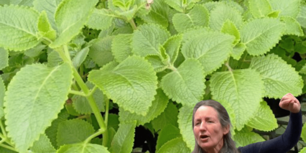 Unveiling the Magic of Oregano: Nature’s Flavorful Secret