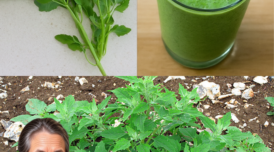 🌿 Is This Common Weed Your Secret to Vibrant Health? Unlock the Power of Lamb’s Quarters 🌿 Is This Common Weed Your Secret to Vibrant Health? Unlock the Power of Lamb’s Quarters