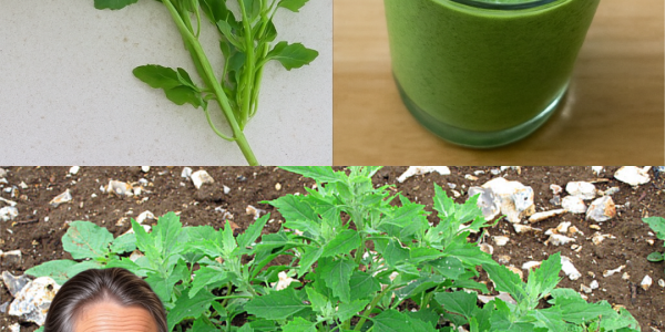 🌿 Is This Common Weed Your Secret to Vibrant Health? Unlock the Power of Lamb’s Quarters 🌿 Is This Common Weed Your Secret to Vibrant Health? Unlock the Power of Lamb’s Quarters