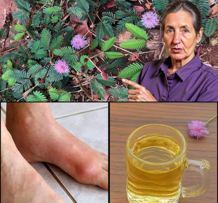 🌿 The Sensitive Plant’s Secret: Unlock the Healing Power of Mimosa Pudica 🌿 The Sensitive Plant’s Secret: Unlock the Healing Power of Mimosa Pudica