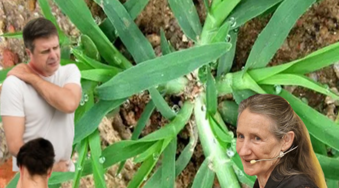 šæ Goosegrass: The Hidden Healing Power of Natureās Toughest Weed šæ Goosegrass: The Hidden Healing Power of Natureās Toughest Weed