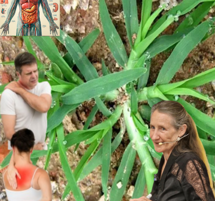 šæ Goosegrass: The Hidden Healing Power of Natureās Toughest Weed šæ Goosegrass: The Hidden Healing Power of Natureās Toughest Weed