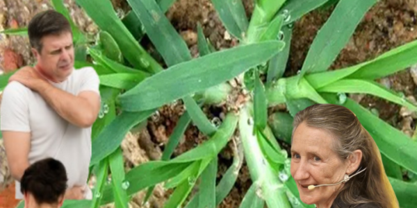 🌿 Goosegrass: The Hidden Healing Power of Nature’s Toughest Weed 🌿 Goosegrass: The Hidden Healing Power of Nature’s Toughest Weed