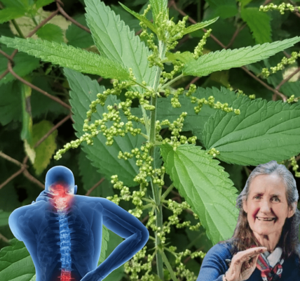 Stinging Nettle Unveiled: 17 Astonishing Remedies to Revolutionize Your Health Naturally 🌿 Stinging Nettle Unveiled: 17 Astonishing Remedies to Revolutionize Your Health Naturally 🌿