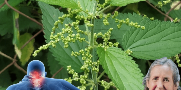 Stinging Nettle Unveiled: 17 Astonishing Remedies to Revolutionize Your Health Naturally 🌿