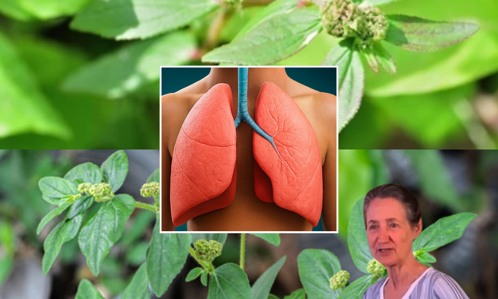 🌿 The Hidden Power of Euphorbia Hirta: Unlock Nature’s Secret Remedy 🌿 The Hidden Power of Euphorbia Hirta: Unlock Nature’s Secret Remedy