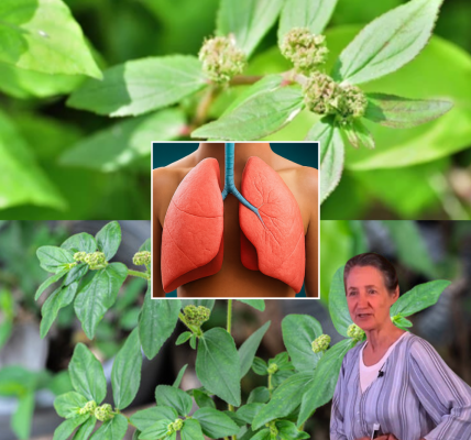 🌿 The Hidden Power of Euphorbia Hirta: Unlock Nature’s Secret Remedy 🌿 The Hidden Power of Euphorbia Hirta: Unlock Nature’s Secret Remedy