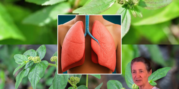 🌿 The Hidden Power of Euphorbia Hirta: Unlock Nature’s Secret Remedy 🌿 The Hidden Power of Euphorbia Hirta: Unlock Nature’s Secret Remedy